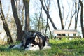 Husky in Garden lying in grass