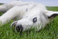 Husky in the grass Royalty Free Stock Photo