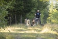 Husky Greenland dogs mushing with sled in a green forest