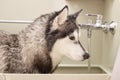 Husky head close-up in the grooming bathroom