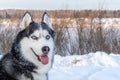 Husky head. Happy dog siberian husky with Blue eyes. Winter landscape background. Cute portrait beautiful funny dog.