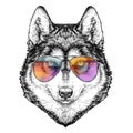 Husky Hipster hand drawn fashion Illustration with aviator sunglasses. Vector illustration