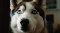 A husky with intense blue eyes looking up created with Generative AI