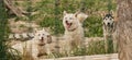 Abandoned pedigreed dogs are waiting for their human. Husky kennel northern sled dog breed. Two fawn Siberian huskies