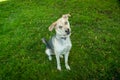 Husky Labrador Mutt Mixed Breed Dog with Blue eyes