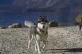 Husky on a lakeshore (2)