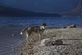 Husky on a lakeshore (2)