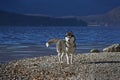 Husky on a lakeshore