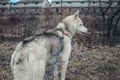 Husky on a leash outdoors in winter