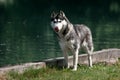 Husky licks its nose