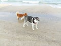 Husky with a little friend on a walk by the sea