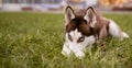 Husky lying on grass hides nose shame puts paws