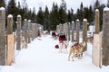 Husky and malamute cross-breed sled dogs waiting in snow covered corridor for the beginning of a race Royalty Free Stock Photo