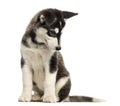 Husky malamute puppy, sitting, looking down, isolated