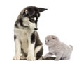 Husky malamute puppy sitting and looking at a kitten Royalty Free Stock Photo