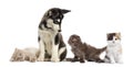 Husky malamute puppy surrounded by kittens Royalty Free Stock Photo