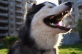 Husky malamute yawns