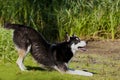 Husky Mix Dog playing