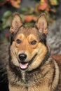 Husky mixed with a German Shepherd Royalty Free Stock Photo