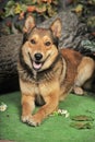 Husky mixed with a German Shepherd Royalty Free Stock Photo