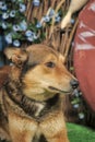 Husky mixed with a German Shepherd Royalty Free Stock Photo