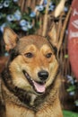 Husky mixed with a German Shepherd Royalty Free Stock Photo