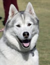 Husky at the park Royalty Free Stock Photo