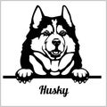 Husky - Peeking Dogs - breed face head isolated on white