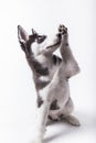 husky pet Royalty Free Stock Photo