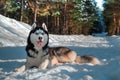 Husky pet dog lies on Royalty Free Stock Photo