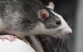 Husky Pet Rat Closeup Royalty Free Stock Photo