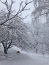 Husky playing in the snow Royalty Free Stock Photo