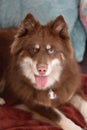 Pomsky hybrid dog portrait