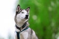 Husky portrait with blue eyes Royalty Free Stock Photo