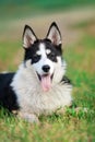 Husky portrait close up