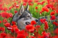 Husky portrait close up Royalty Free Stock Photo