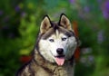 Husky portrait on green background Royalty Free Stock Photo