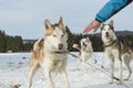 Husky portrait