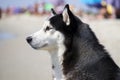 Husky portrait in profile