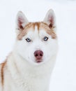 Husky portrait Royalty Free Stock Photo