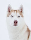 Husky portrait