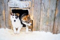 Husky puppies in dog house