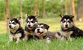 Husky puppy Royalty Free Stock Photo