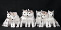 Husky puppy Royalty Free Stock Photo