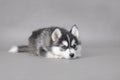 Husky puppy Royalty Free Stock Photo
