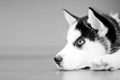 Husky Puppy Royalty Free Stock Photo