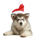 Husky puppy (3 months) in a Christmas cap Royalty Free Stock Photo