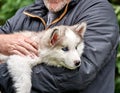 Husky puppy being cradled