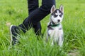 Husky puppy dog sits next to the owner`s foots. Grass, nature Royalty Free Stock Photo