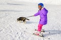 Husky puppy dragging little girl on the snow skiing